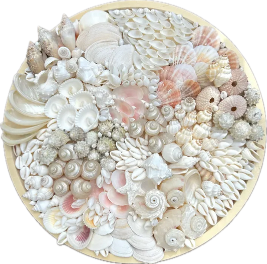 Coastal Shell Serving Tray